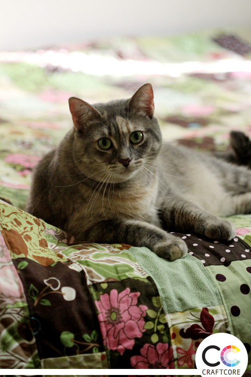 Cats and Quilts: They Go Together